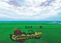 粮都富锦：津津乐稻 湿意盎然